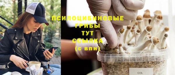 apvp Алзамай